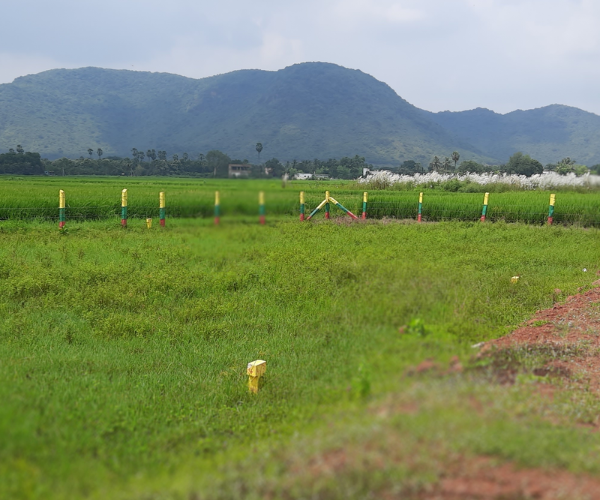 Green City